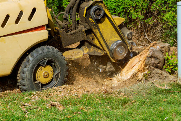 Best Grass Overseeding  in Oak Grove, LA